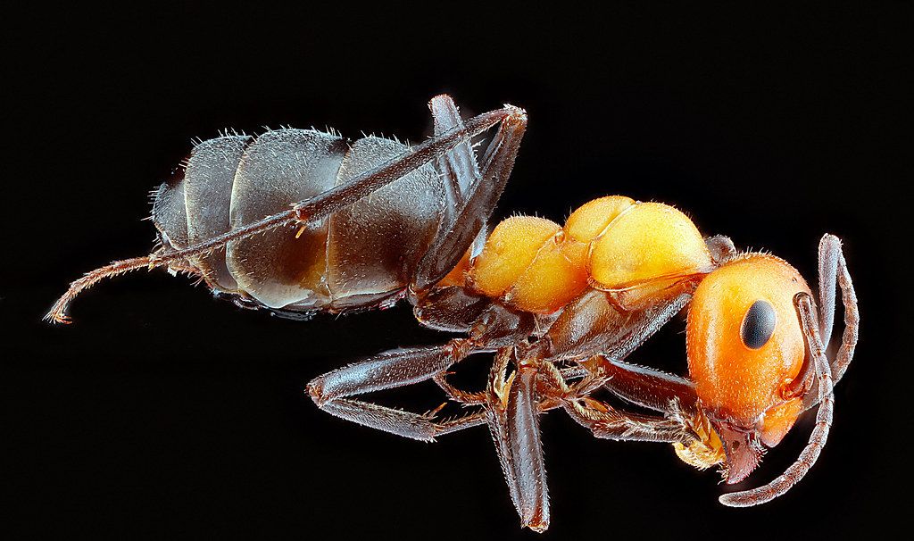 Ant Control service in Elgin, IL