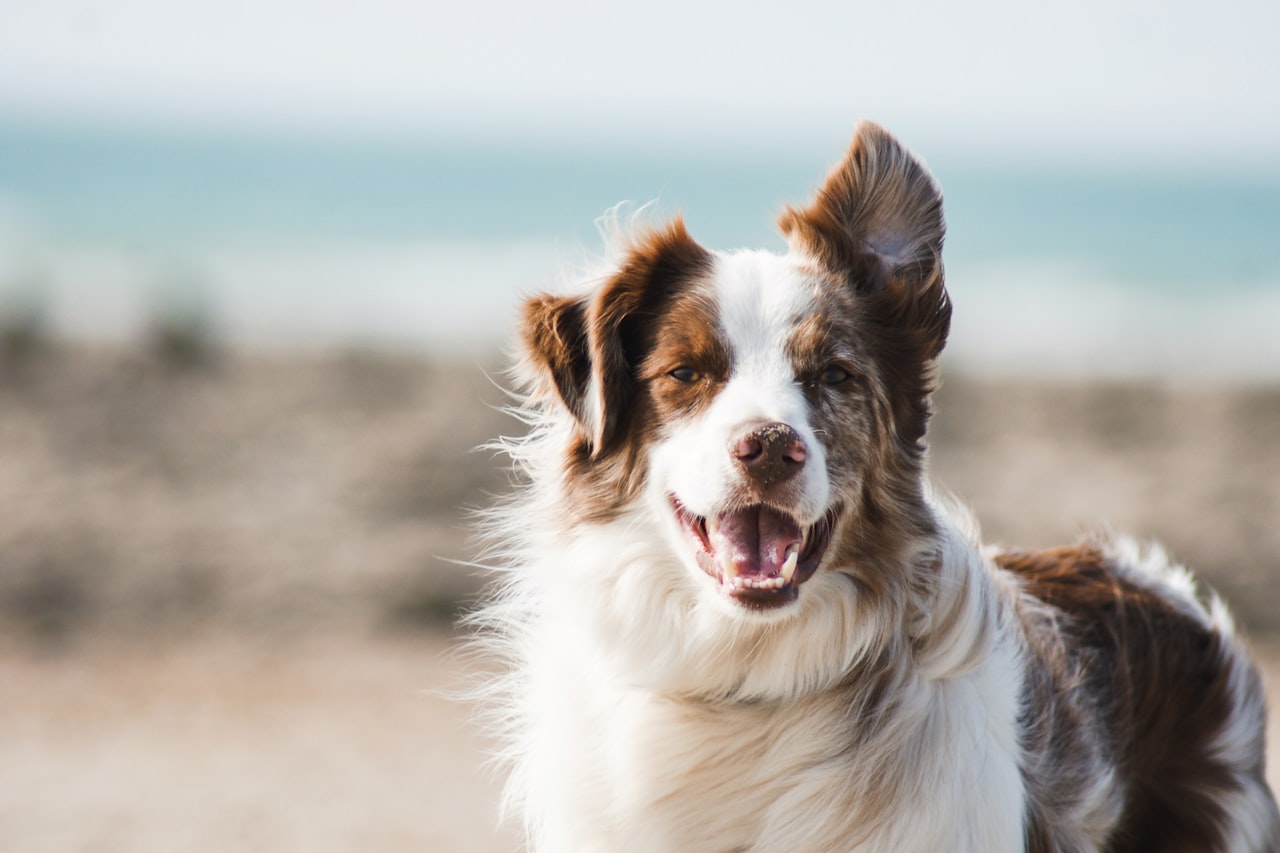 Flea & Tick Control service in Elgin, IL