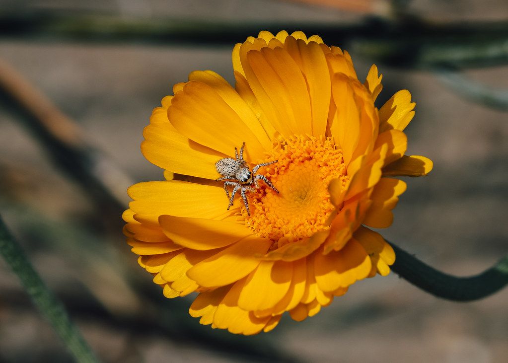 Spider Control service in Elgin, IL